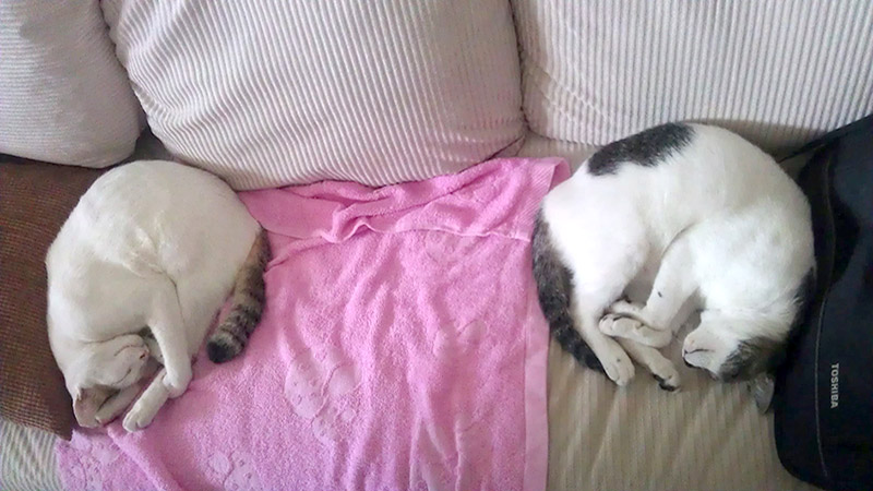 Cats sleeping on sofa