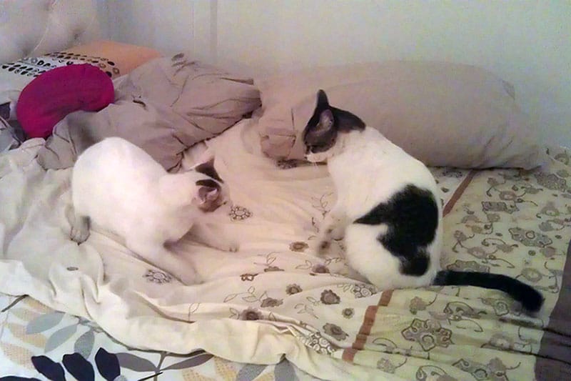 Cats: Kiki and Nancy