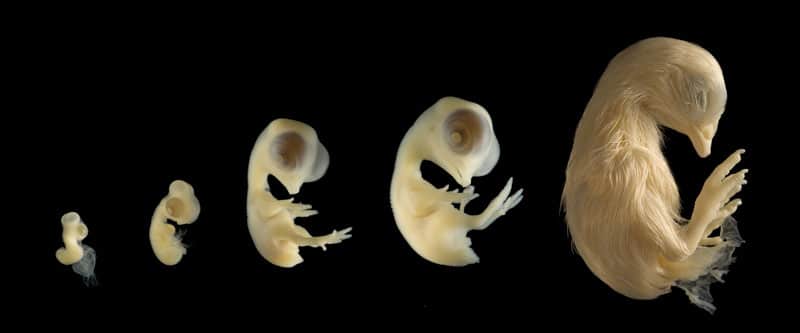 Developing chick embryo