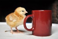 A chick and a mug