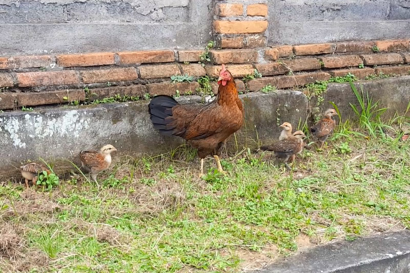 Ubud: Mama hen and her chicks