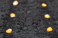 Corn seed, planted on soil