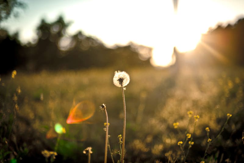 Dandelion in a field, with sunlight