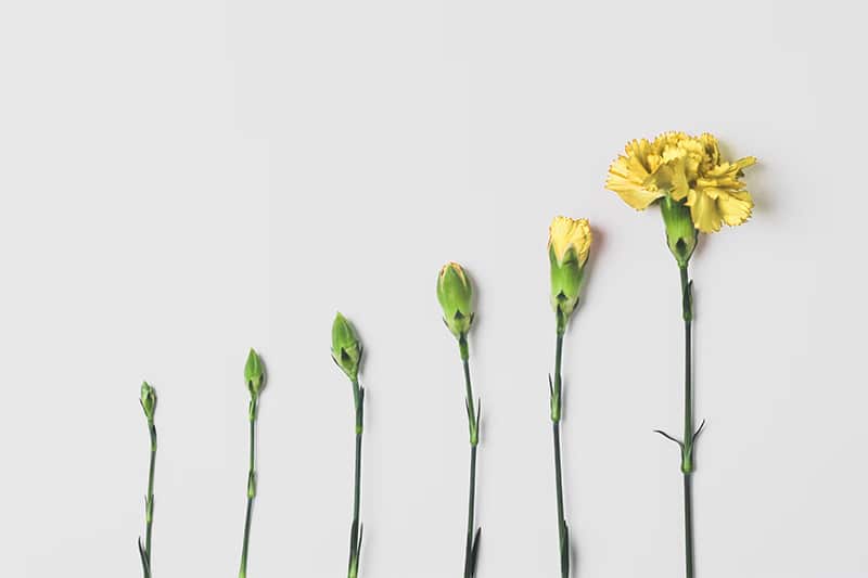 Growing yellow flower (Carnation)
