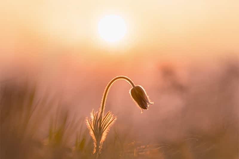 Flower during sunrise