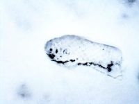 Foot Print in Snow