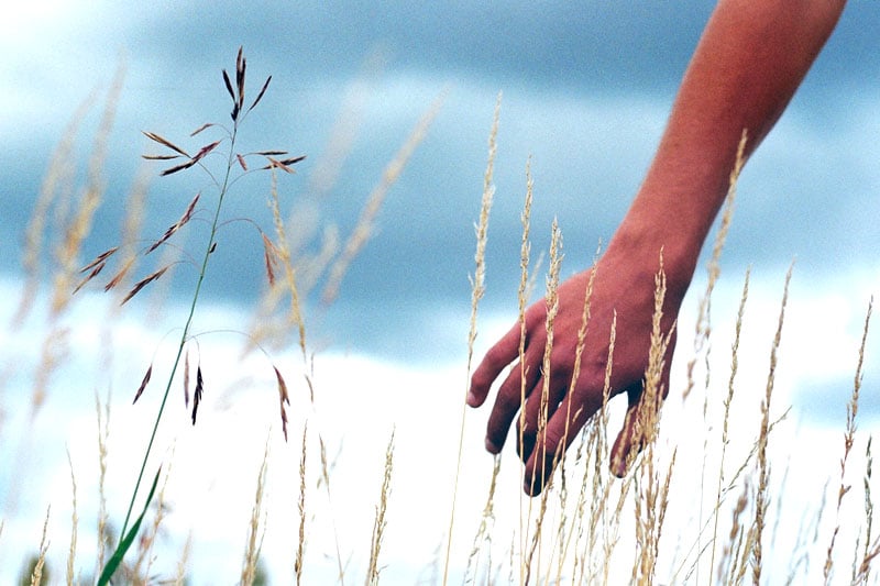 Hand in a wheat field