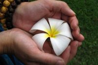 Frangipani cupped between hands