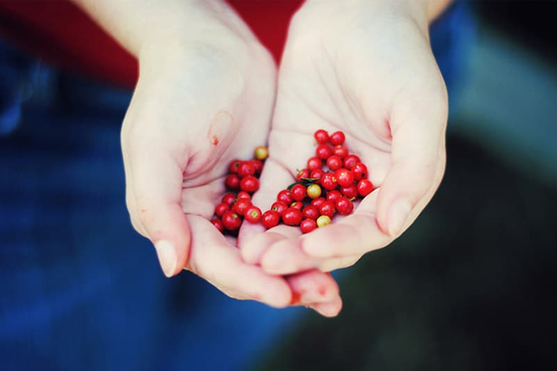 Hands holding red seeds
