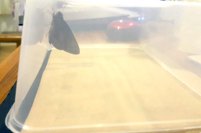 Large moth in a container