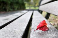 Red leaf on bench