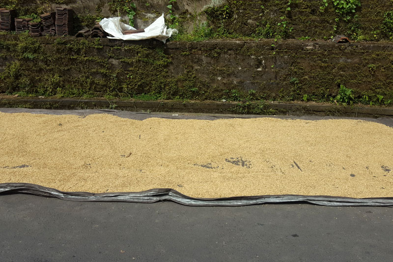 Ubud: Rice being dried in the sun