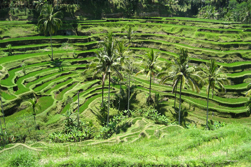 Ubud: Rice field terrace in Tegalalang