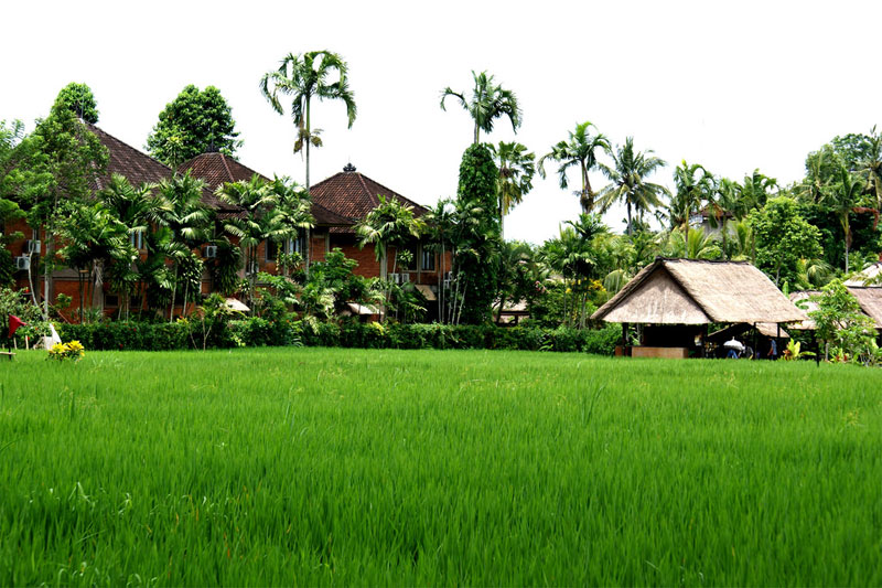 Living in Ubud, Environment: Nature, Climate, Villages, Animals - Personal  Excellence