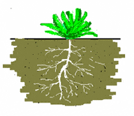 Root of the weed
